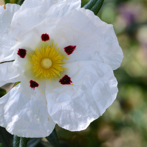Recursos da Região Beira Serra - Cistus Ladanifer
